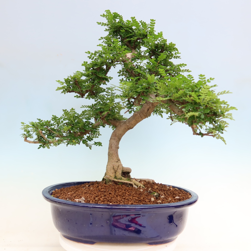 Szobai bonsai - Zantoxylum piperitum - borsfa