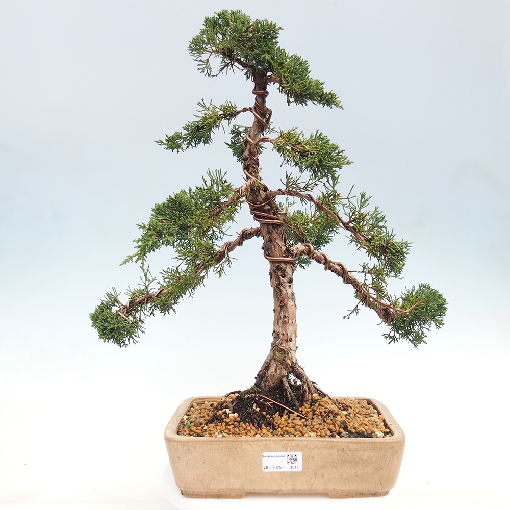 Kültéri bonsai - Juniperus chinensis Kishu