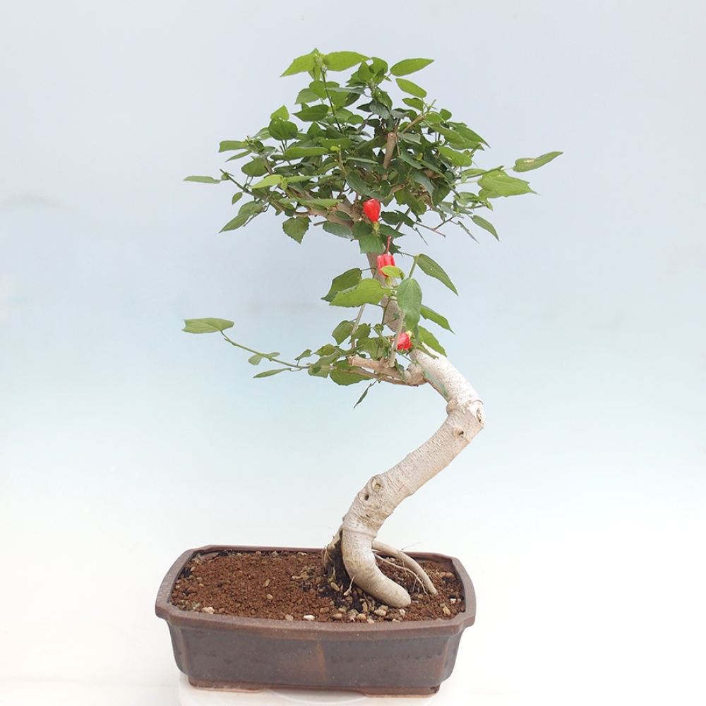 Beltéri bonsai - Malvaviscus arboreus