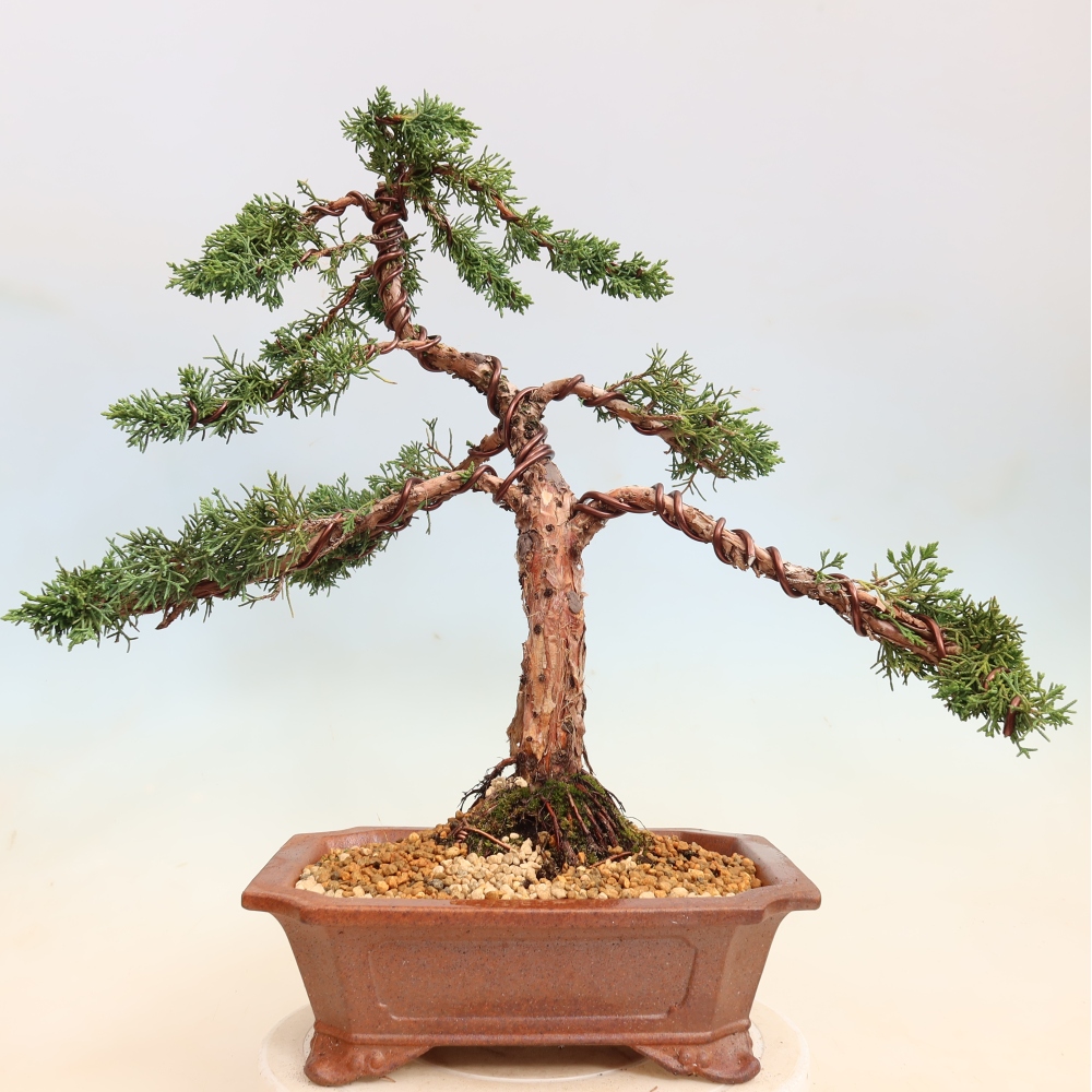 Kültéri bonsai - Juniperus chinensis Kishu