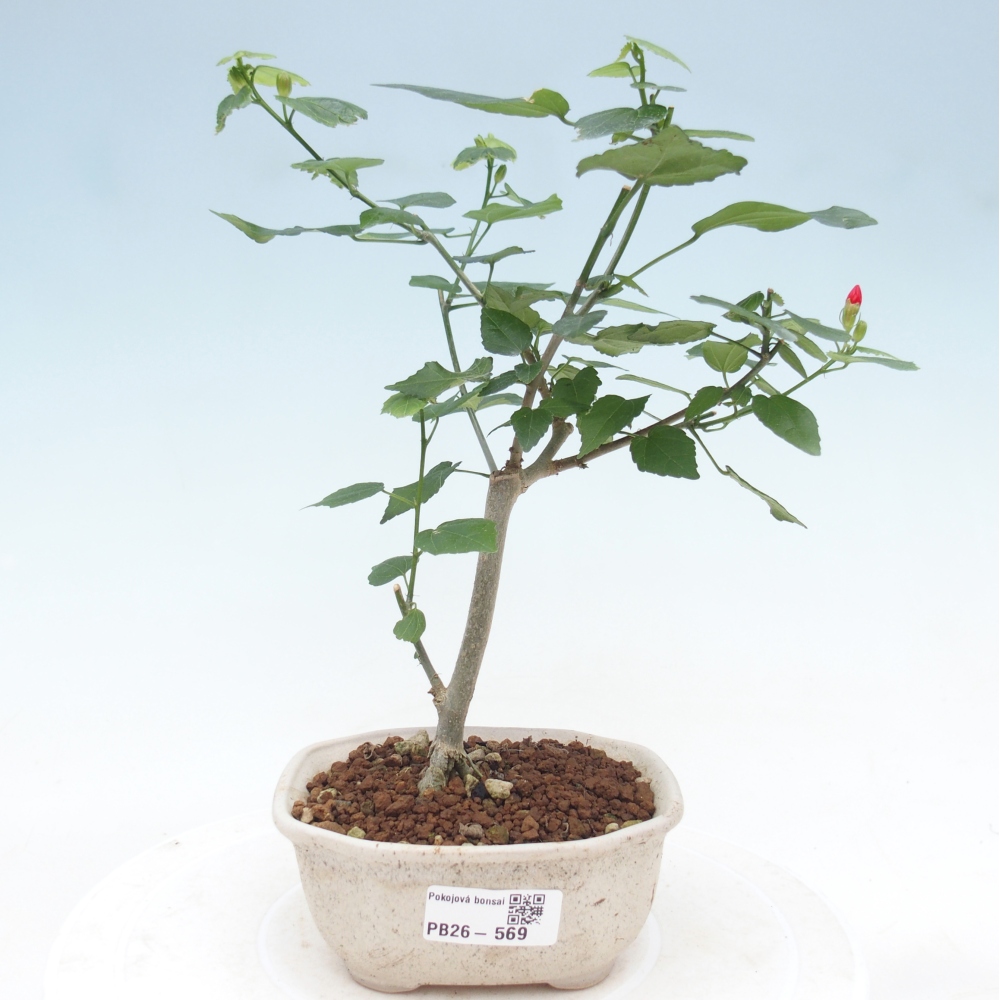Beltéri bonsai - Malvaviscus arboreus