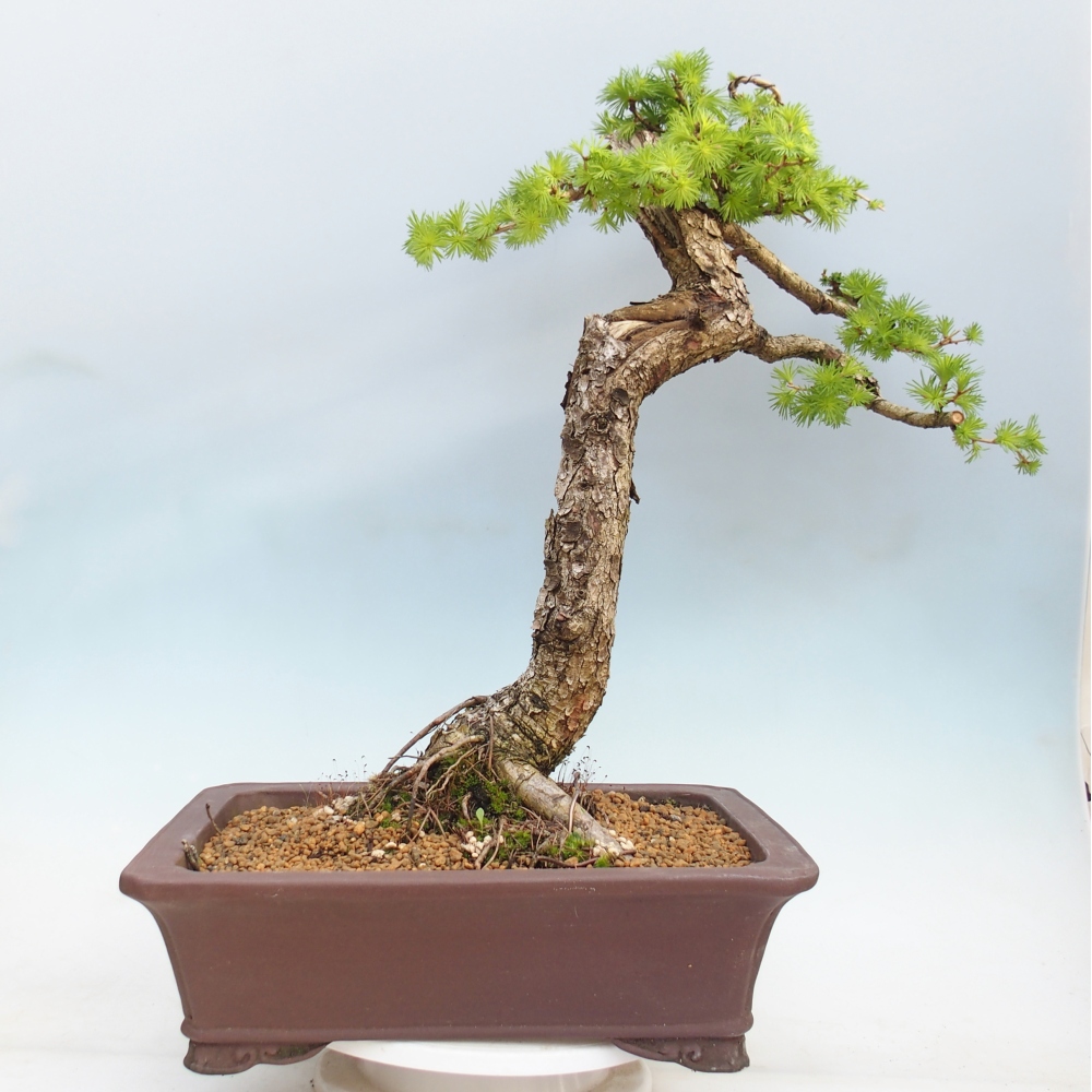 Kültéri bonsai - Larix decidua - vörösfenyő