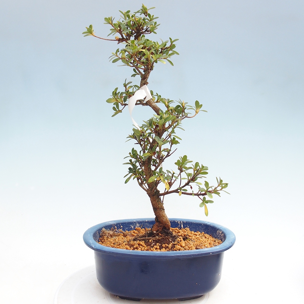 Kültéri bonsai - Japán azálea - Azalea Kinsho