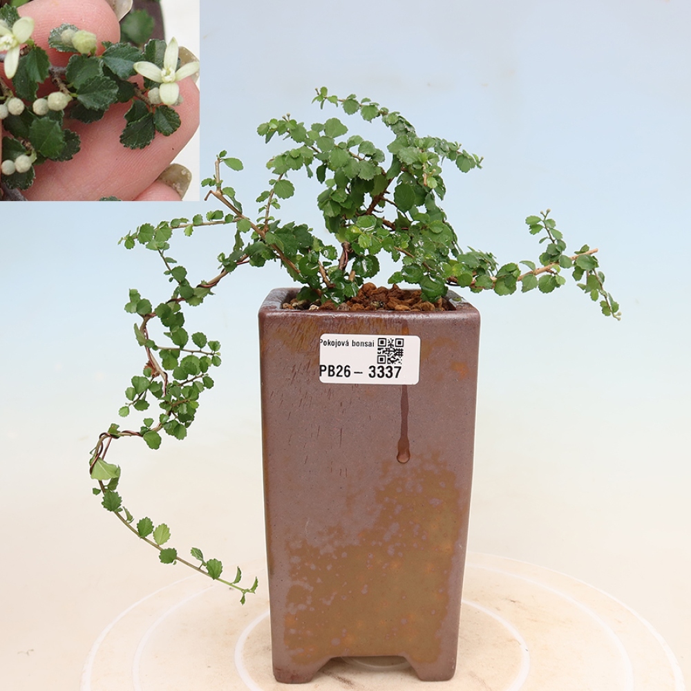 Szobai bonsai - Grewia sp. - Grewia malafolia