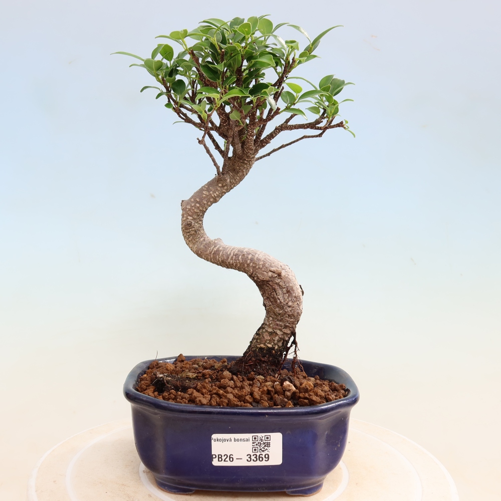 Szobai bonsai - Ficus kimmen - kislevelű fikusz
