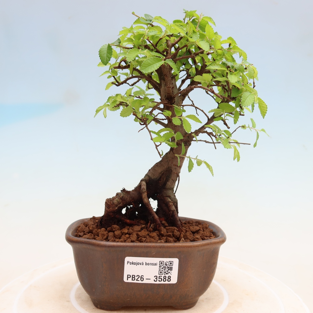 Szobai bonsai - Ulmus parvifolia - Kislevelű szilfa