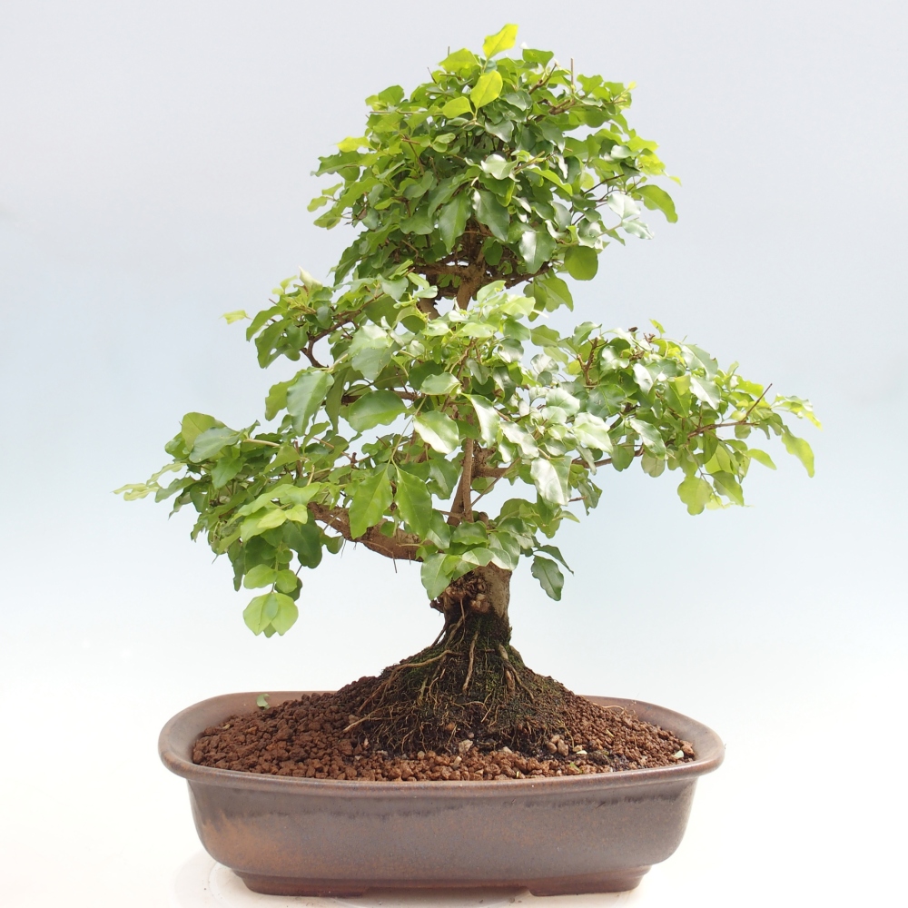 Szobai bonsai -Ligustrum chinensis - Madárcsőr