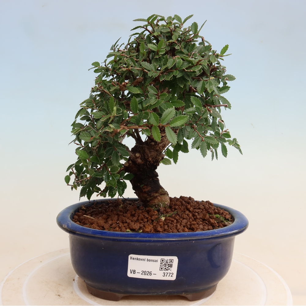 Kültéri bonsai - Zelkova - Zelkova NIRE