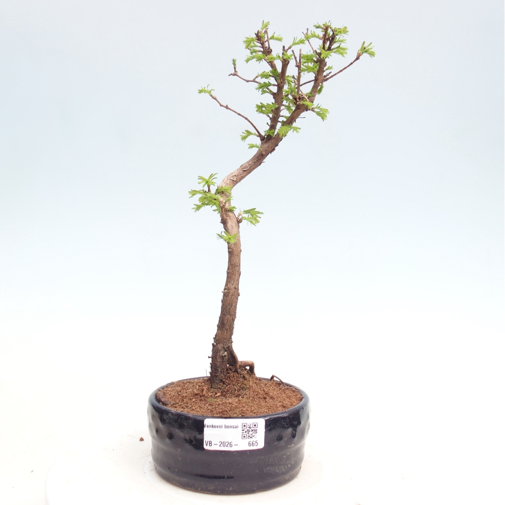 Kültéri bonsai - Metasequoia glyptostroboides - Kínai metasequoia