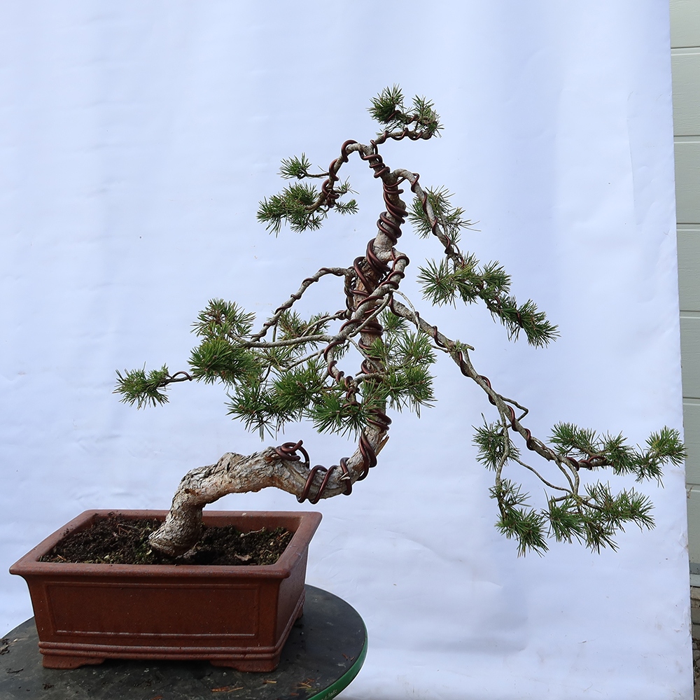 Pinus sylvestris Spanyolország – erdei fenyő