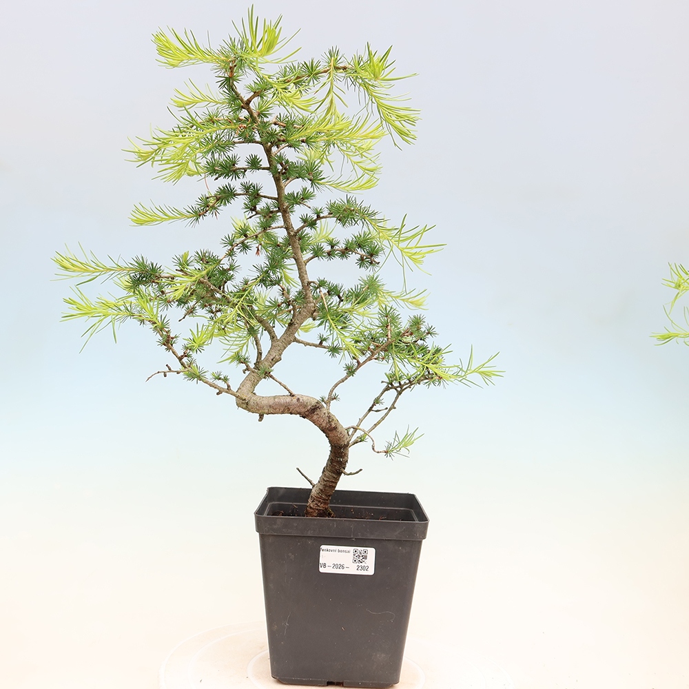 Kültéri bonsai - Larix decidua - vörösfenyő