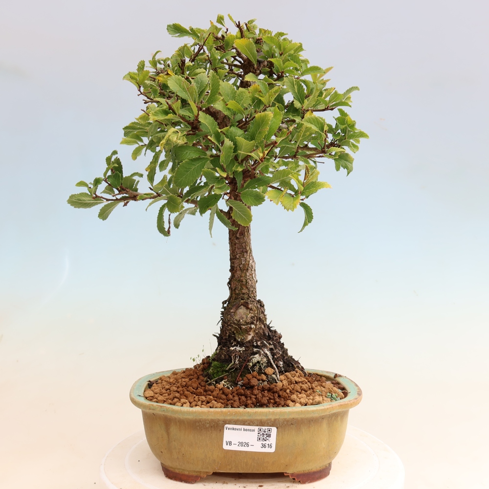 Kültéri bonsai - Zelkova - Zelkova NIRE