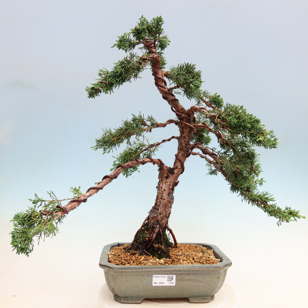 Kültéri bonsai - Juniperus chinensis Kishu