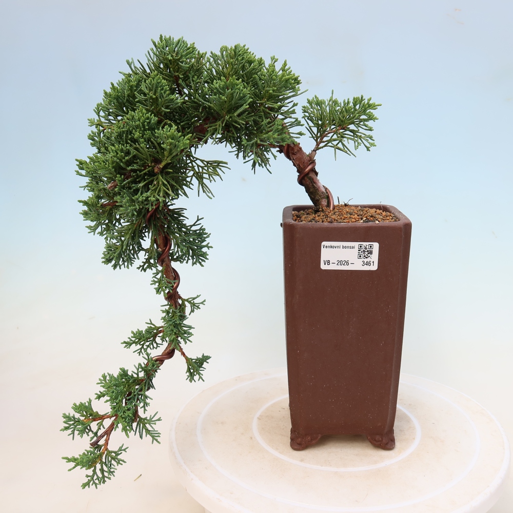 Kültéri bonsai - Juniperus chinensis Kishu
