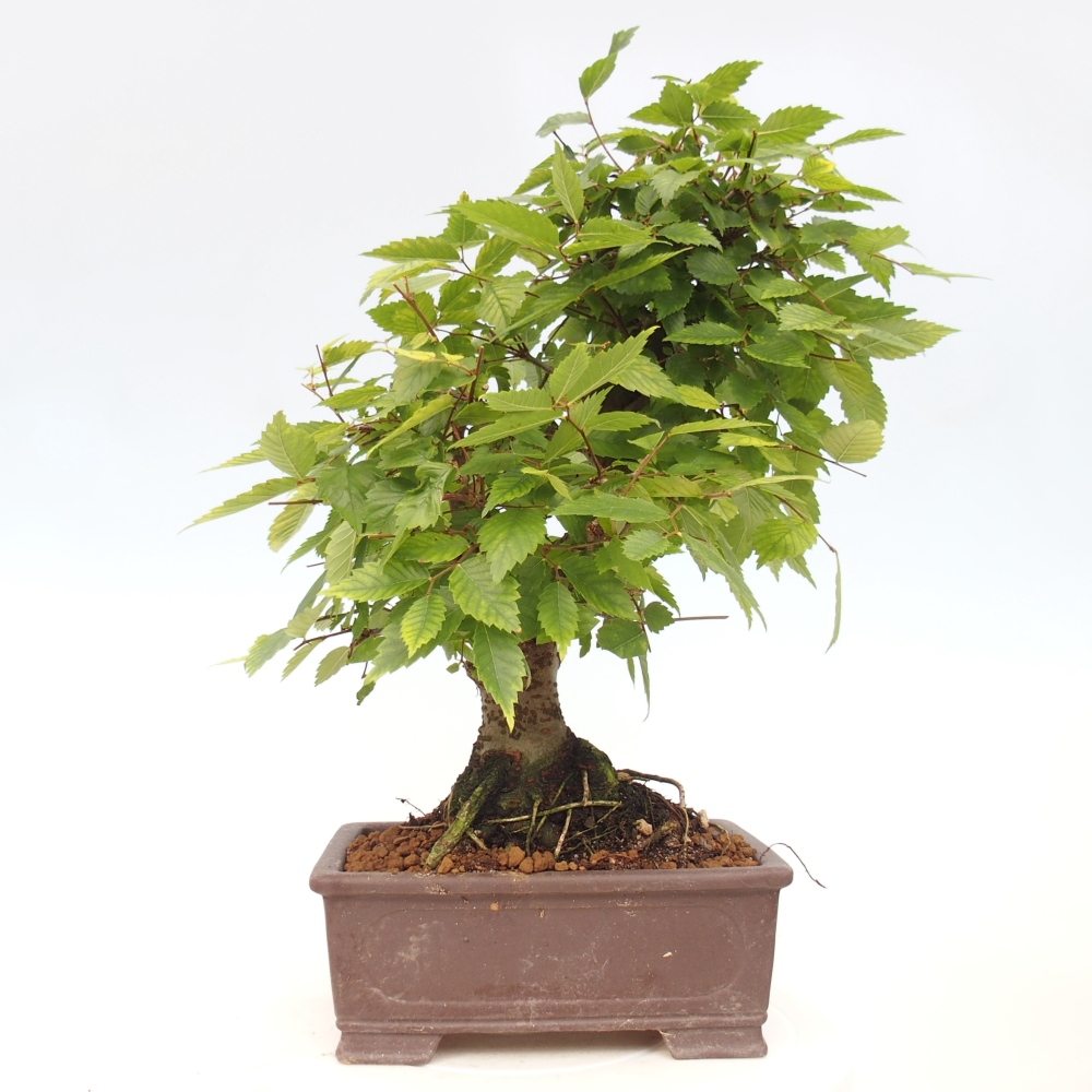 Kültéri bonsai - Zelkova - Zelkova NIRE