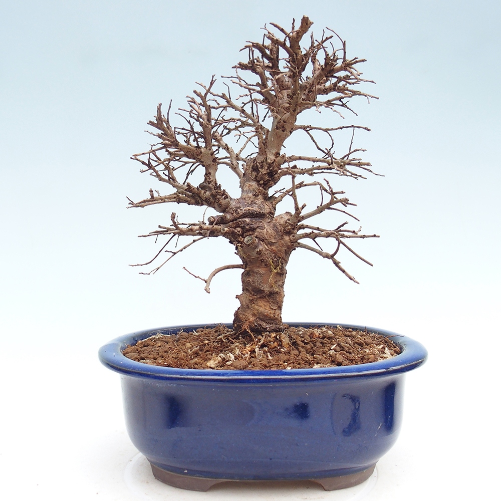Kültéri bonsai - Zelkova - Zelkova NIRE