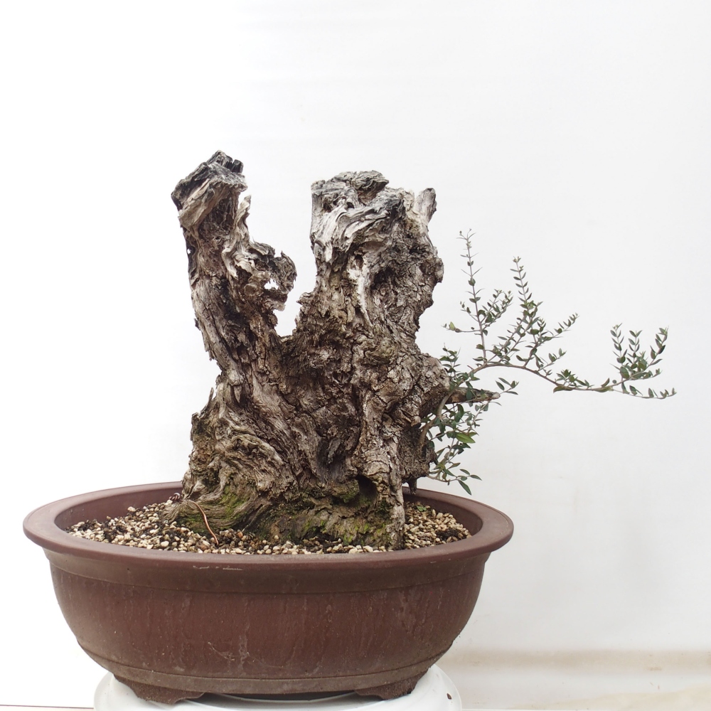 Beltéri bonsai - Olea europaea sylvestris