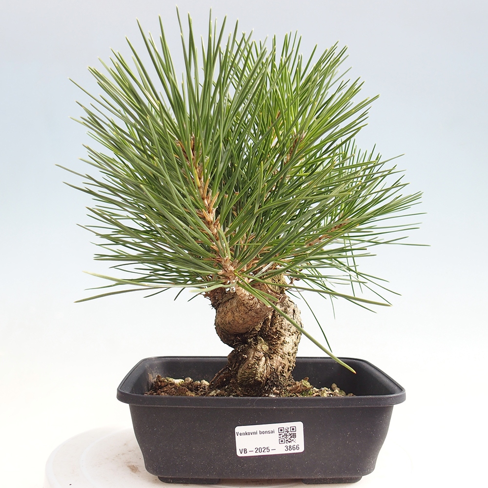 Kültéri bonsai - Pinus thunbergii - Thunberg fenyő