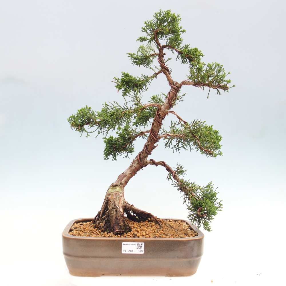 Kültéri bonsai - Juniperus chinensis Kishu