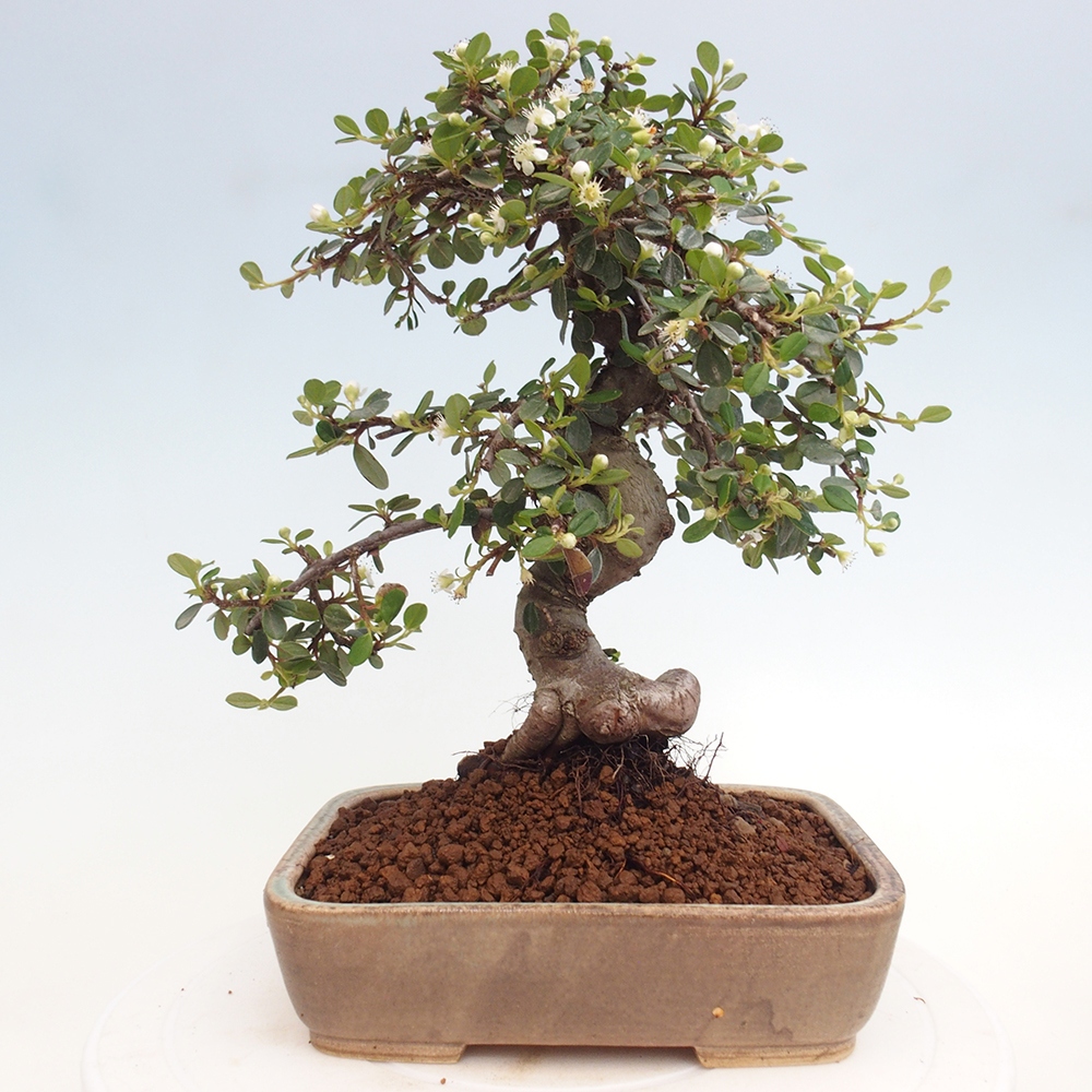 Kültéri bonsai-Cotoneaster dammeri - Damer's Rock