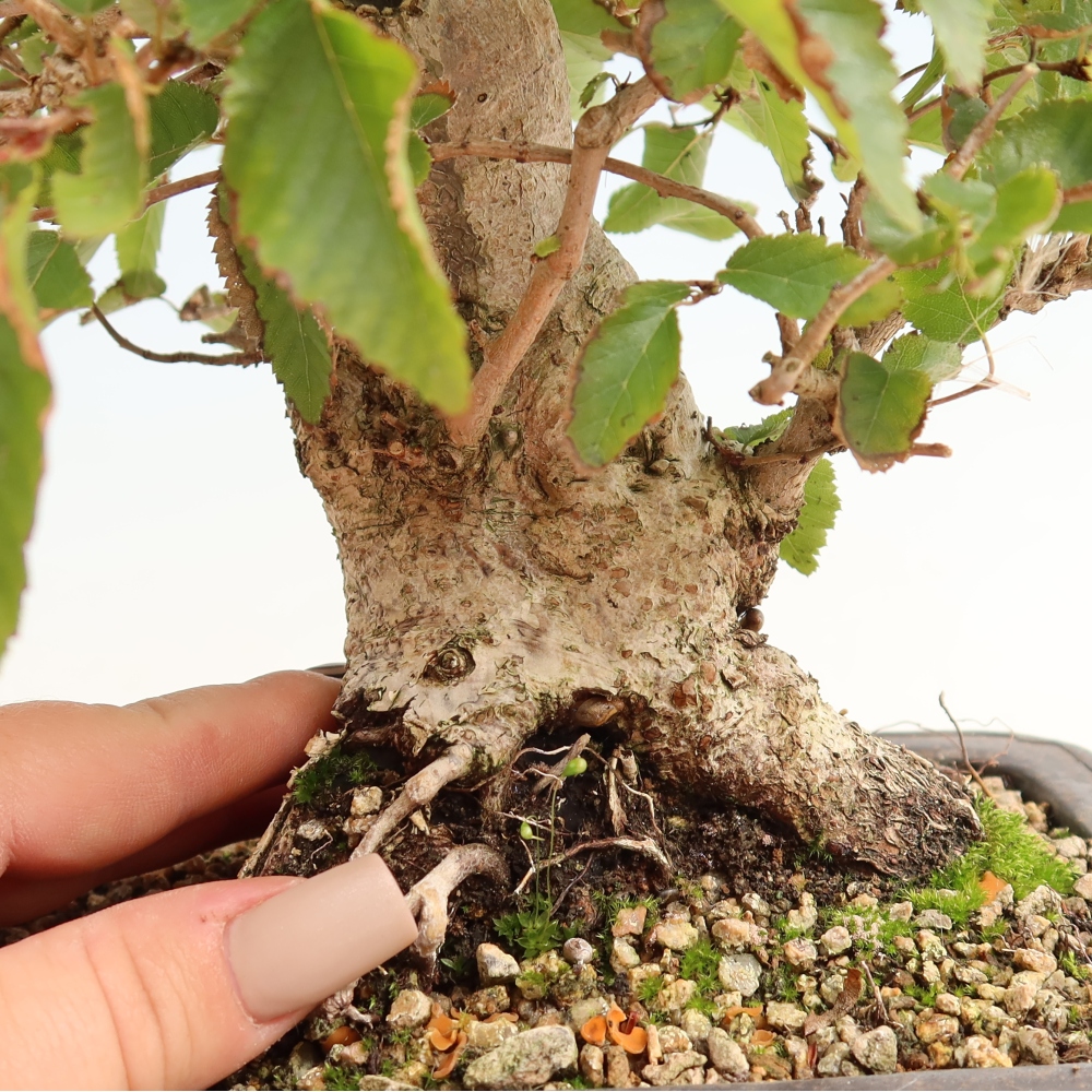 Kültéri bonsai -Carpinus CARPINOIDES - Koreai gyertyánfa