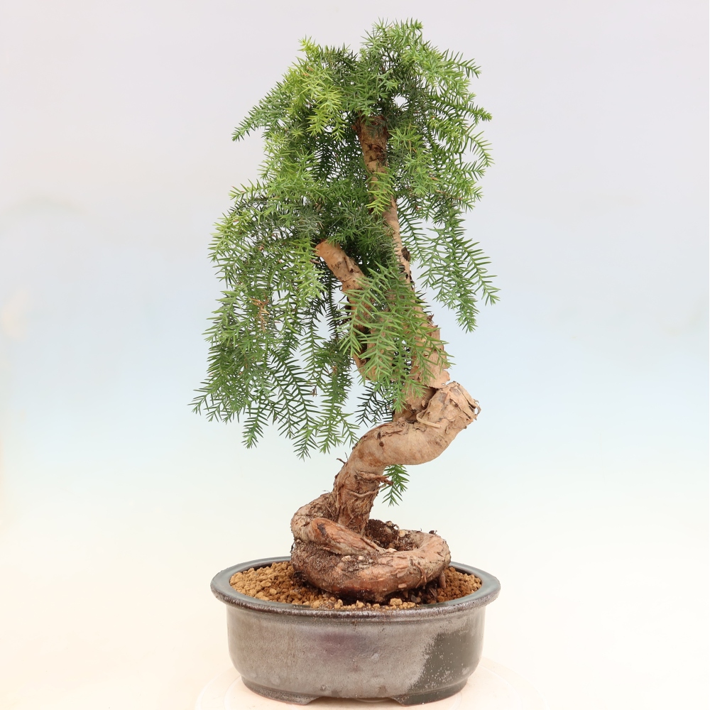 Szobai bonsai - Araucaria - szobai lucfenyő