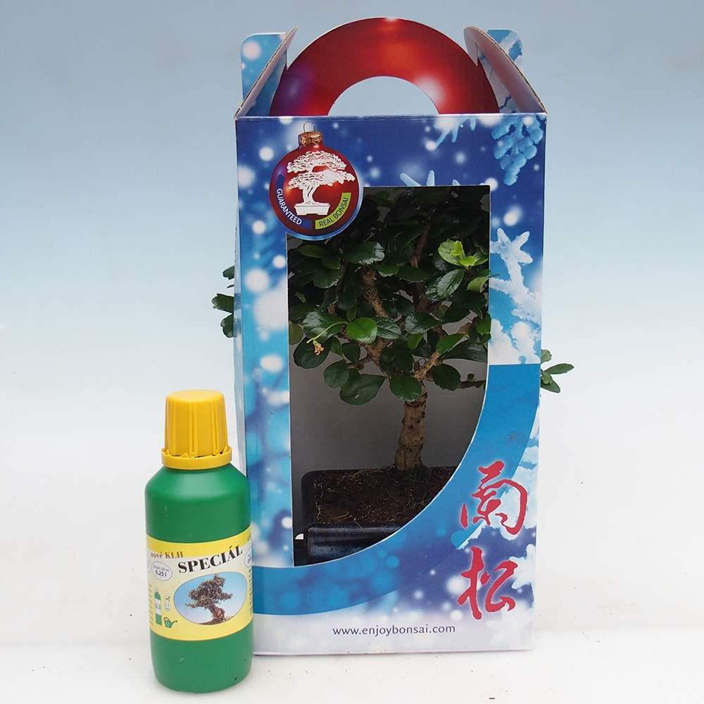 Szobai bonsai ajándékdobozban Carmona microphylla - Tea fuki