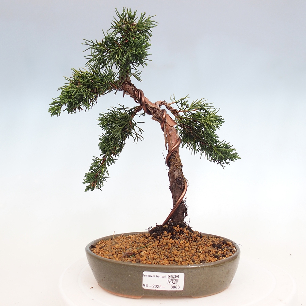 Kültéri bonsai - Juniperus chinensis Kishu