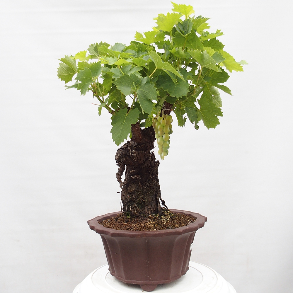 Kültéri bonsai - Vitis vinnifera MUSKAT ITALIA - Szőlőfajták