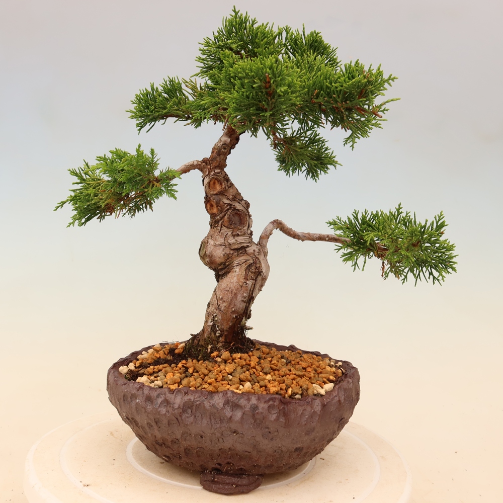 Kültéri bonsai - Juniperus chinensis Itoigawa