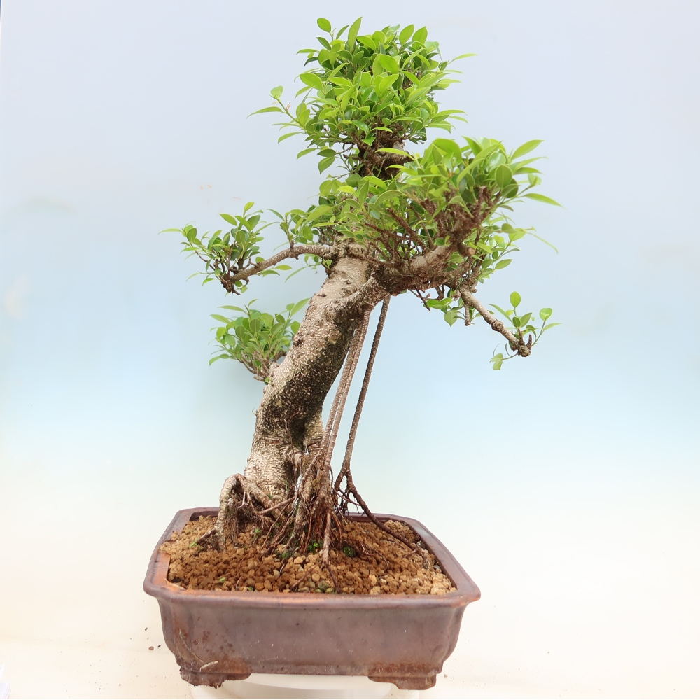Szobai bonsai - Ficus kimmen - kislevelű fikusz