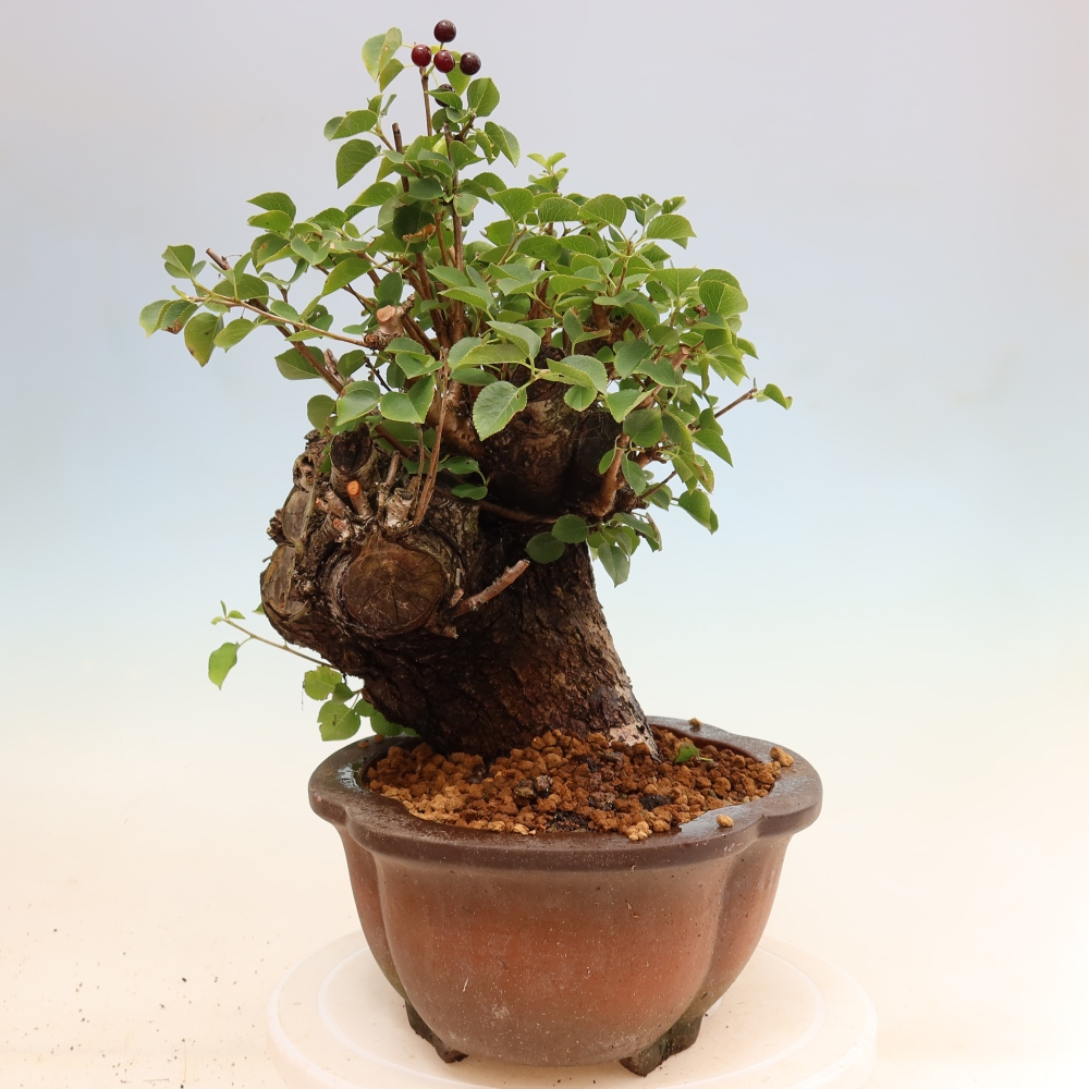 Kültéri bonsai - Mahalebka - Prunus mahaleb - Prunus mahaleb