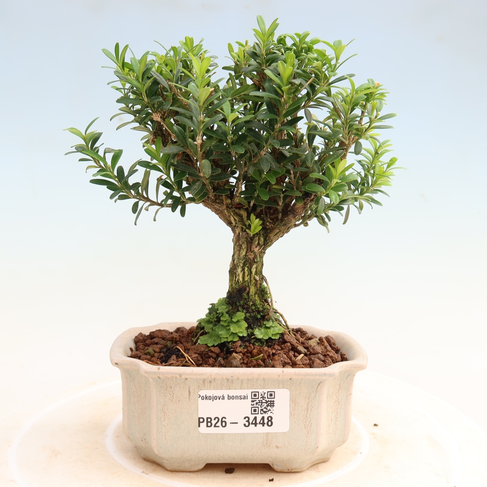 Szobai bonsai - Buxus harlandii - parafa buxus