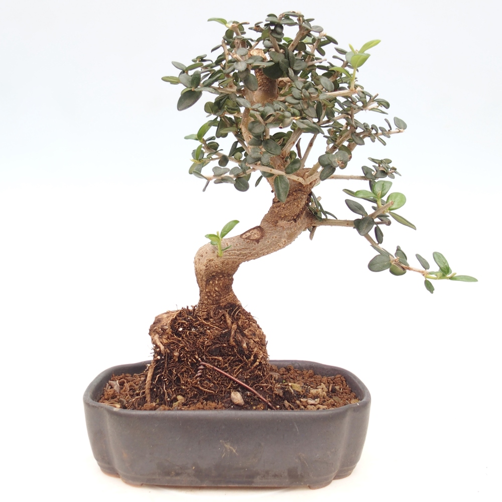 Beltéri bonsai - Olea europaea sylvestris
