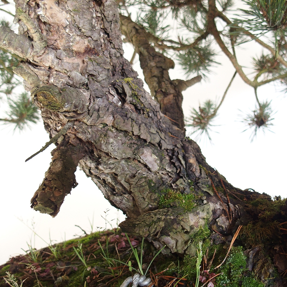 Yamadori - Pinus sylvestris Spanyolország