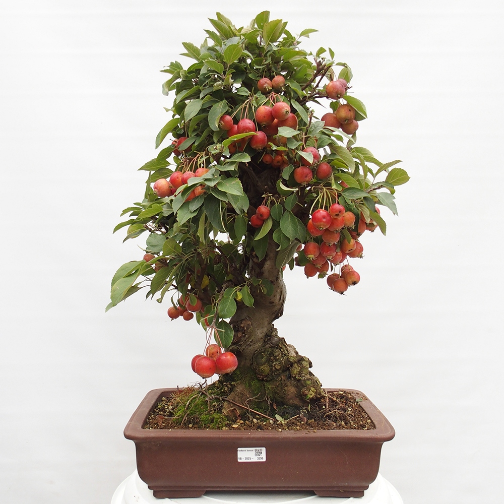 Kültéri bonsai -Malus halliana - Kis gyümölcsű almafa