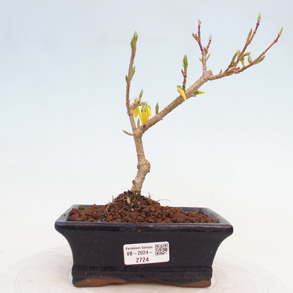 Kültéri bonsai - Zlatice - Forsythia intermedia