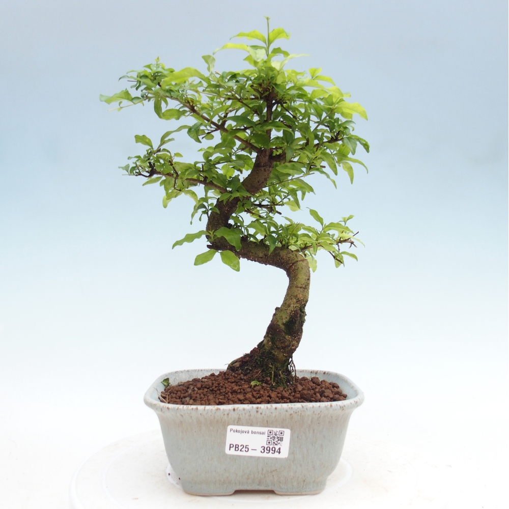 Szobai bonsai -Ligustrum chinensis - Madárcsőr