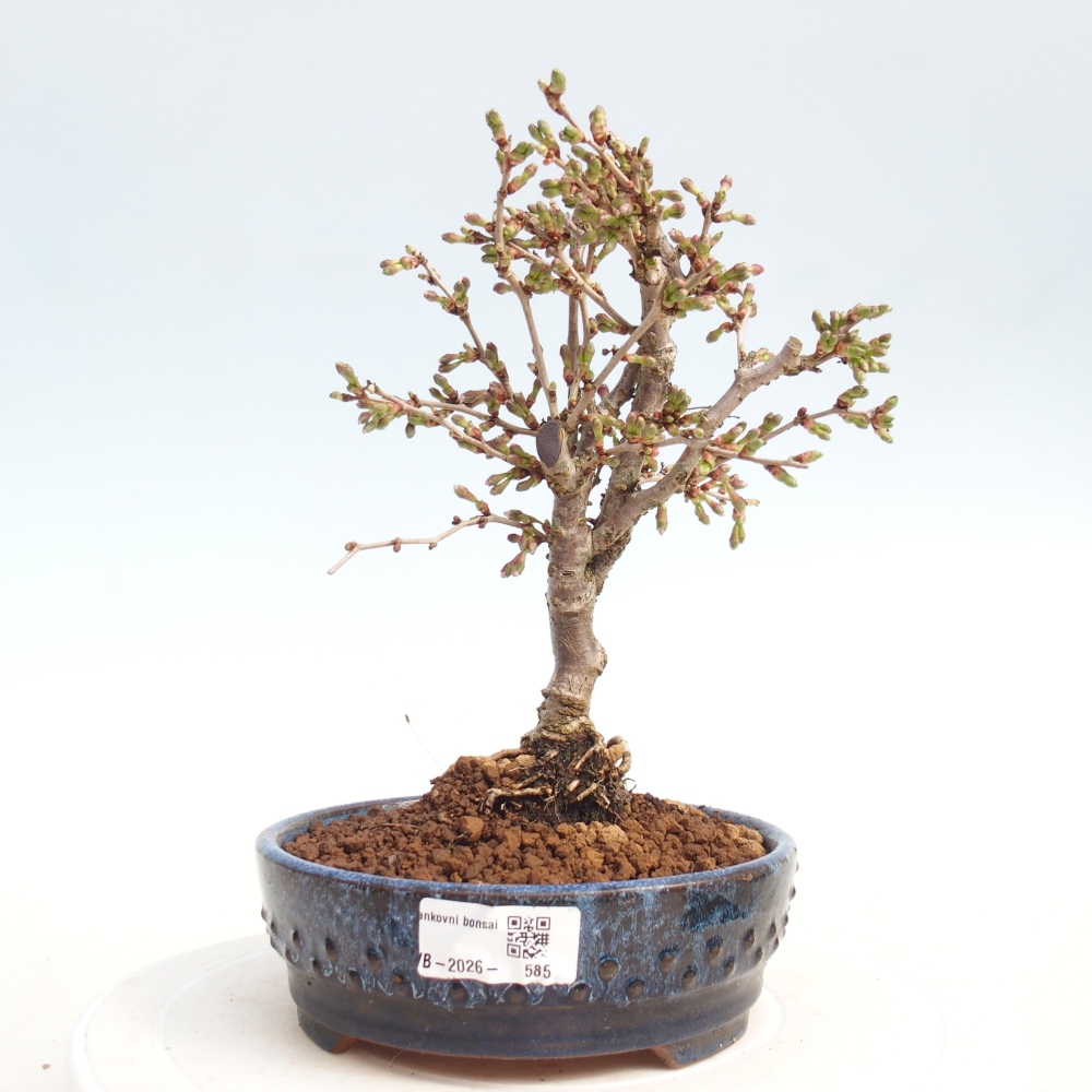 Kültéri bonsai - Prunus incisa Kojou-no mai-Plivon kivágva