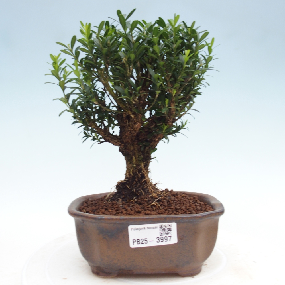 Szobai bonsai - Buxus harlandii - parafa buxus