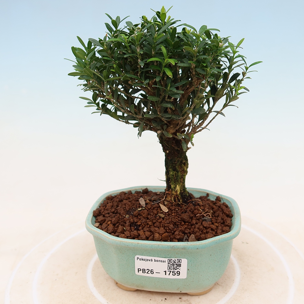 Szobai bonsai - Buxus harlandii - parafa buxus