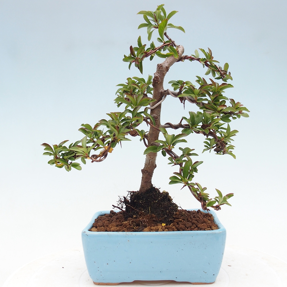 Kültéri bonsai-Pyracantha Teton - Hlox