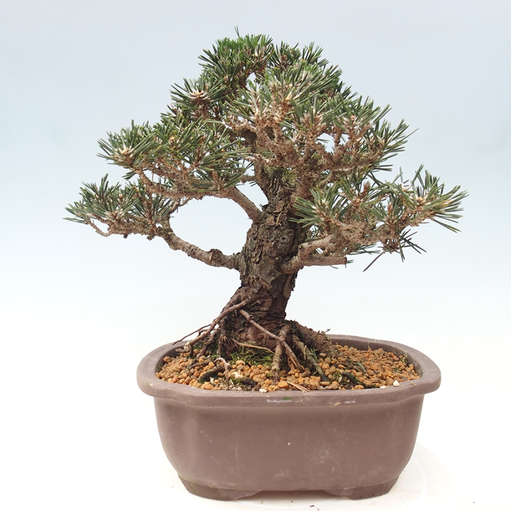 Kültéri bonsai - Pinus thunbergii Kotobuki - Thunberg fenyő