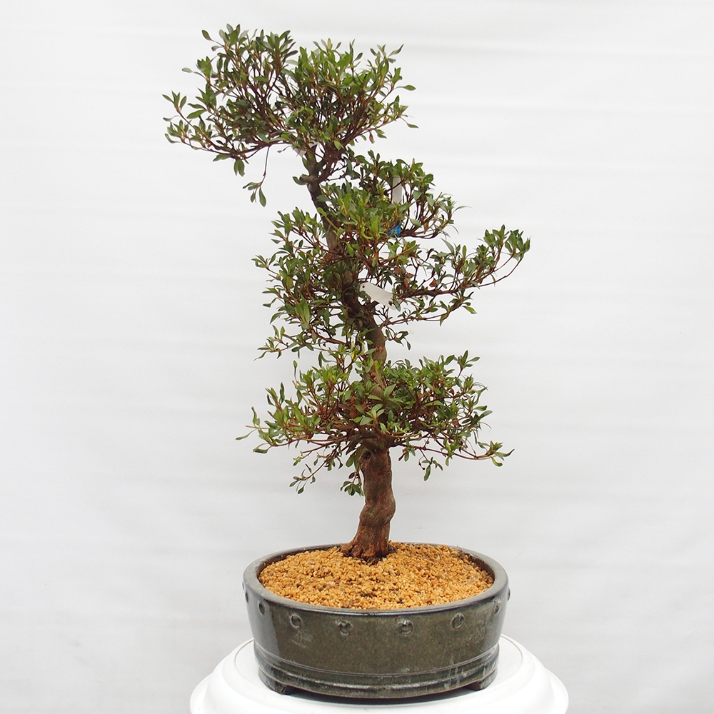 Kültéri bonsai - japán azálea - Azálea CHIHIRO
