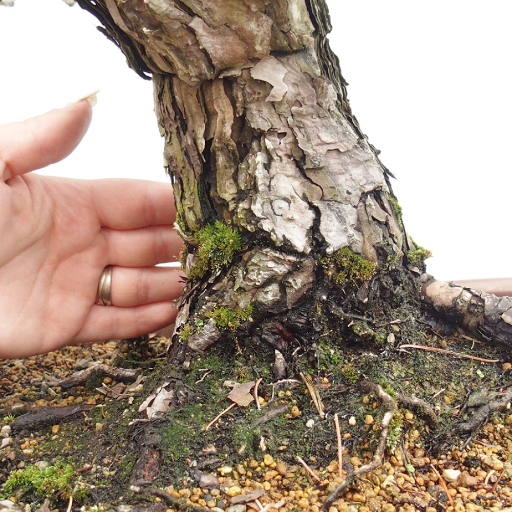 Kültéri bonsai - Pinus parviflora - Pinus parviflora