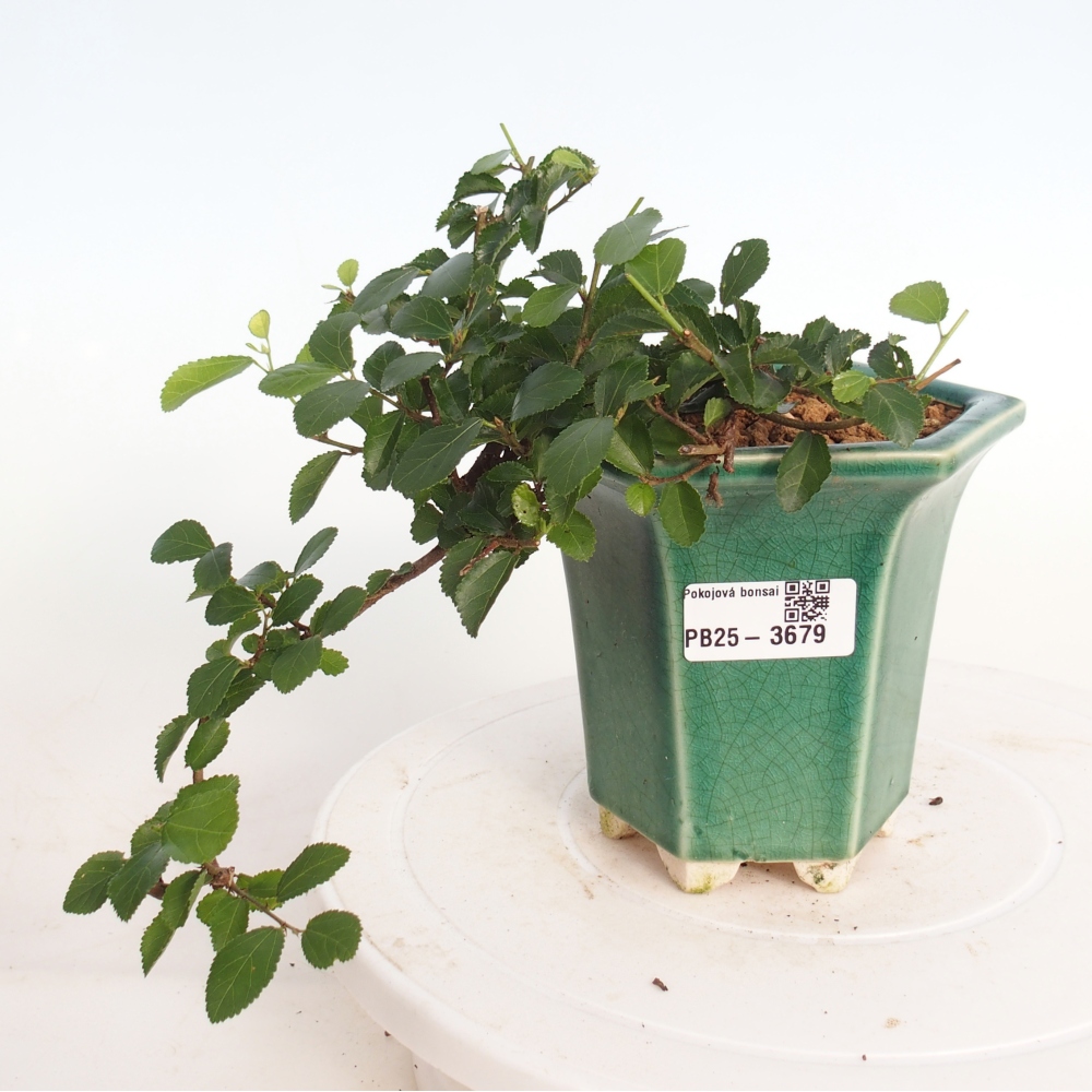 Beltéri bonsai - Grewia occidentalis - Levendula csillaghal