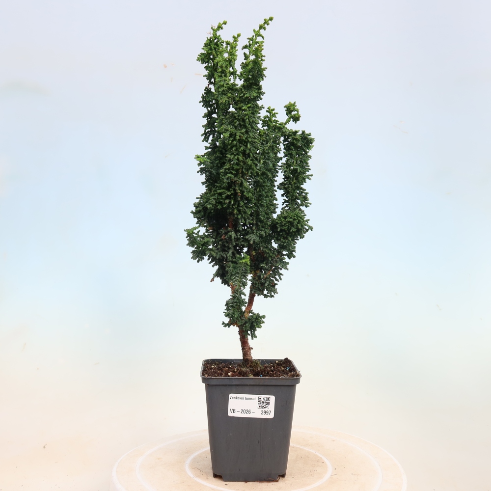 Kültéri bonsai - Cham. obtusa SEKKA HINOKI - Cifra ciprus
