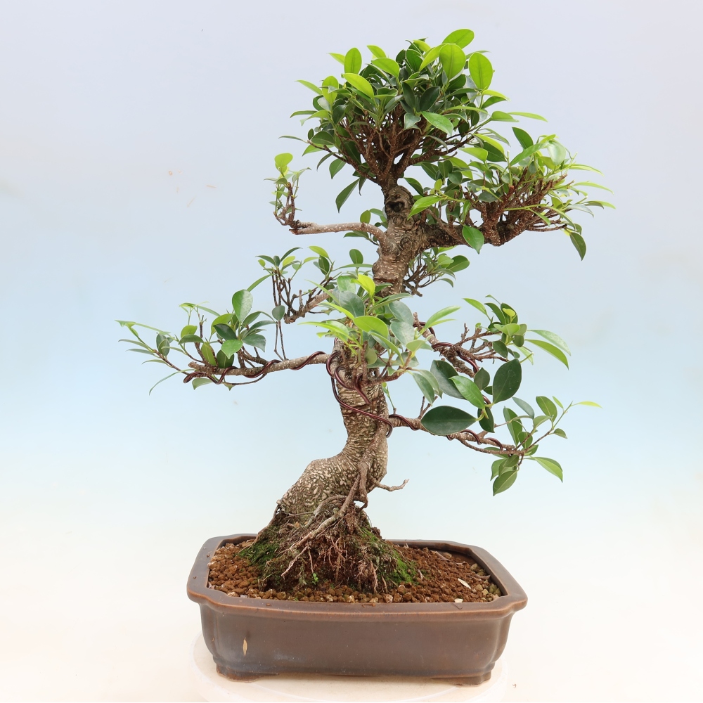 Szobai bonsai - Ficus kimmen - kislevelű fikusz