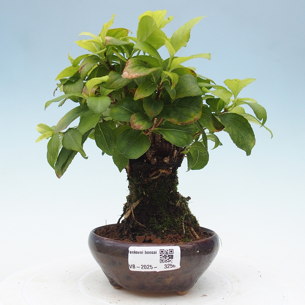 Kültéri bonsai - Celastrus orbiculatus