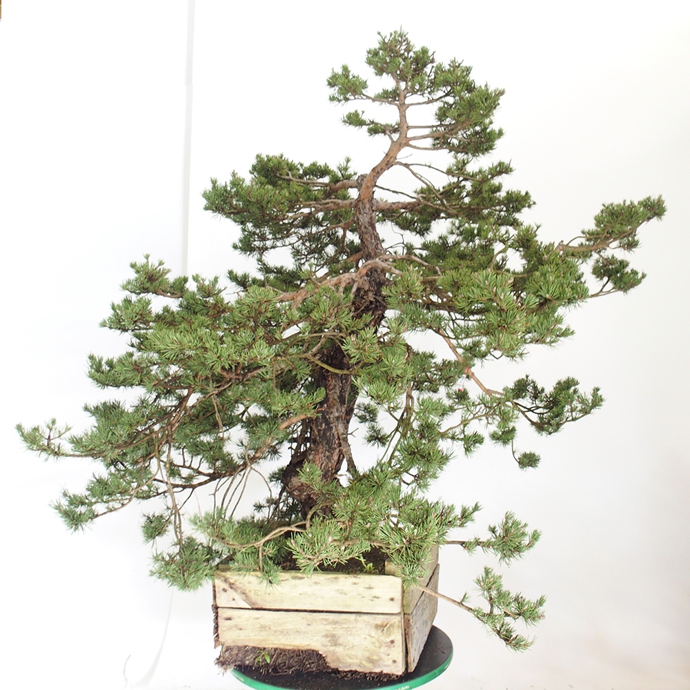 Yamadori - Pinus sylvestris Spanyolország